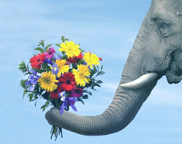 picture of an elephant